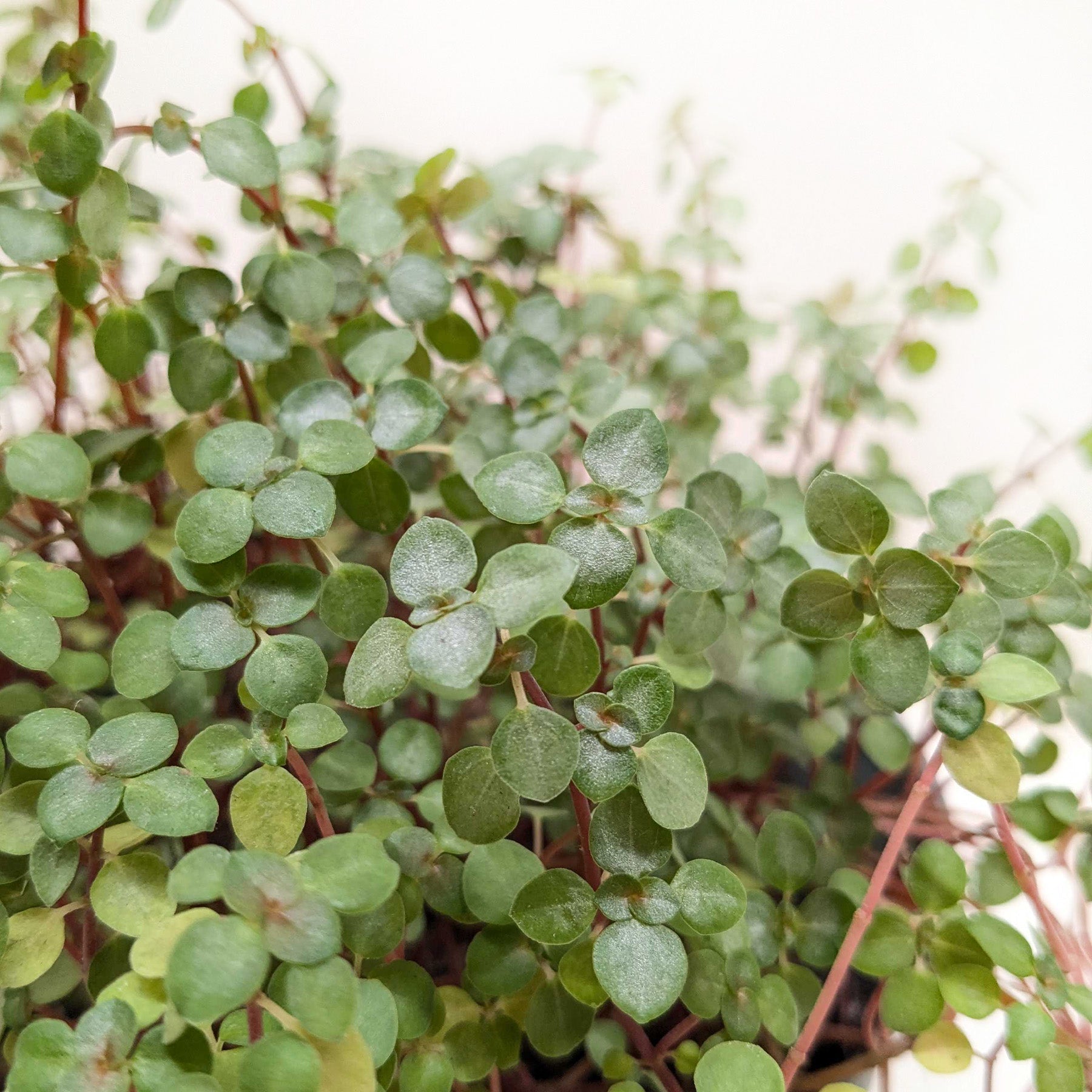 Nettle 'Silver Sparkle' – view 4