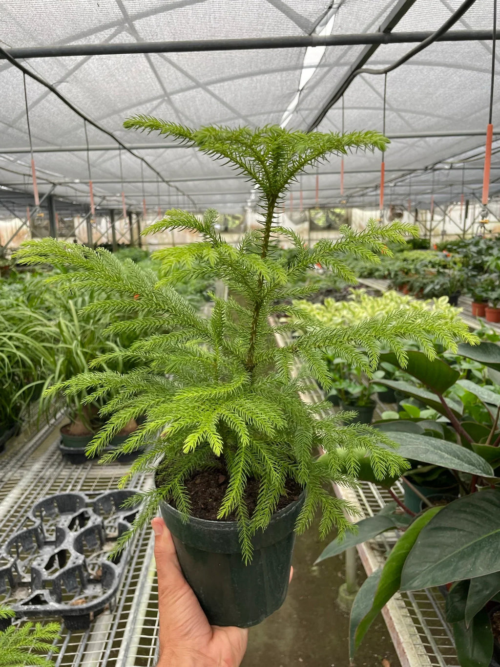 Norfolk 'Island Pine' – view 7