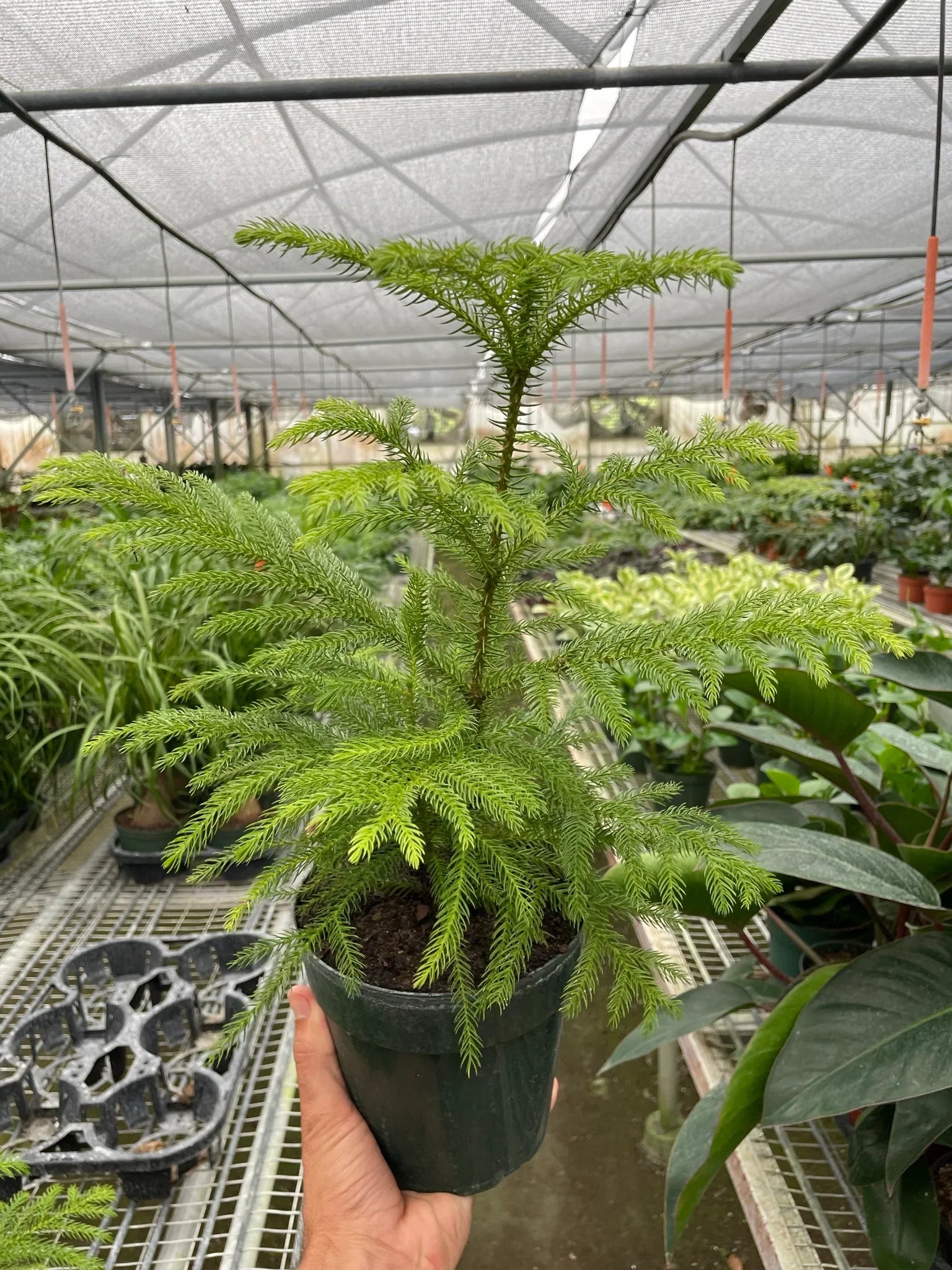 Norfolk 'Island Pine' – view 7