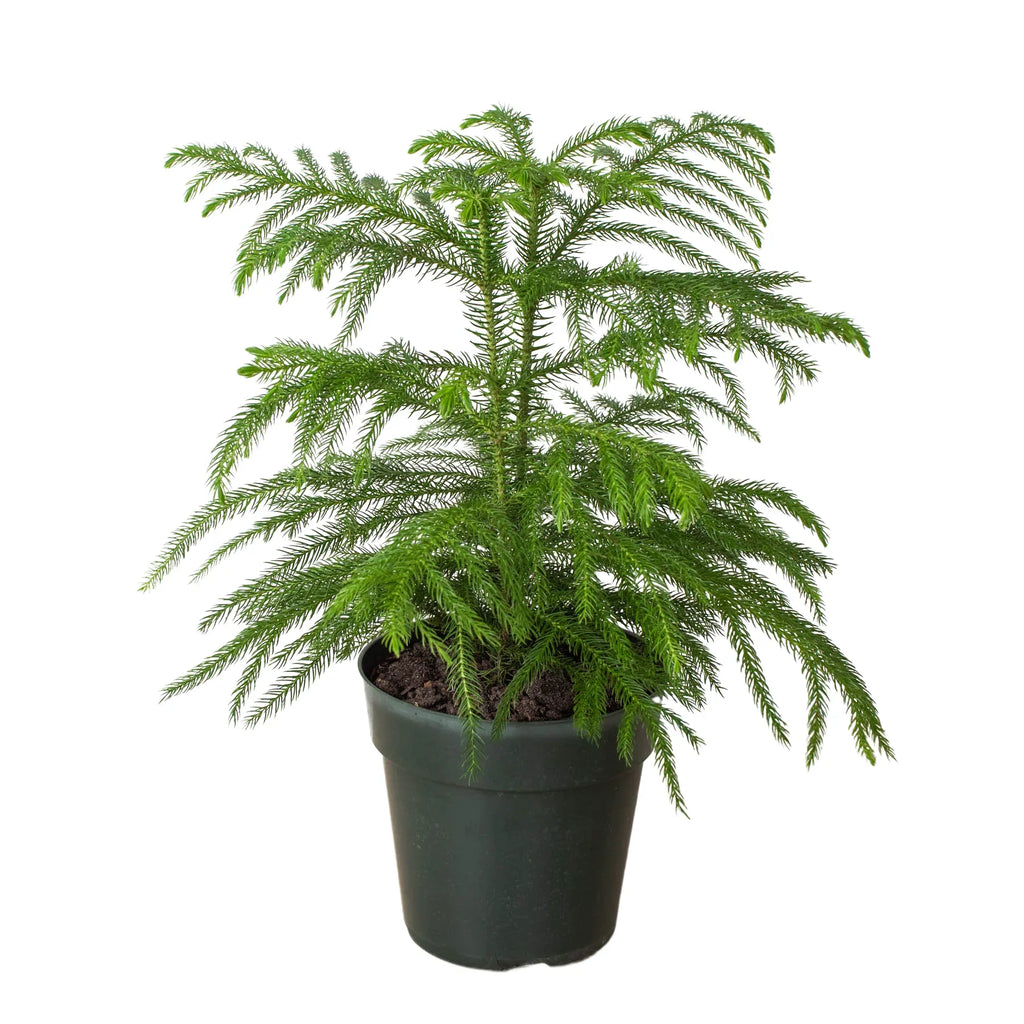 Norfolk 'Island Pine' – view 3