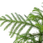 Norfolk 'Island Pine' – view 2