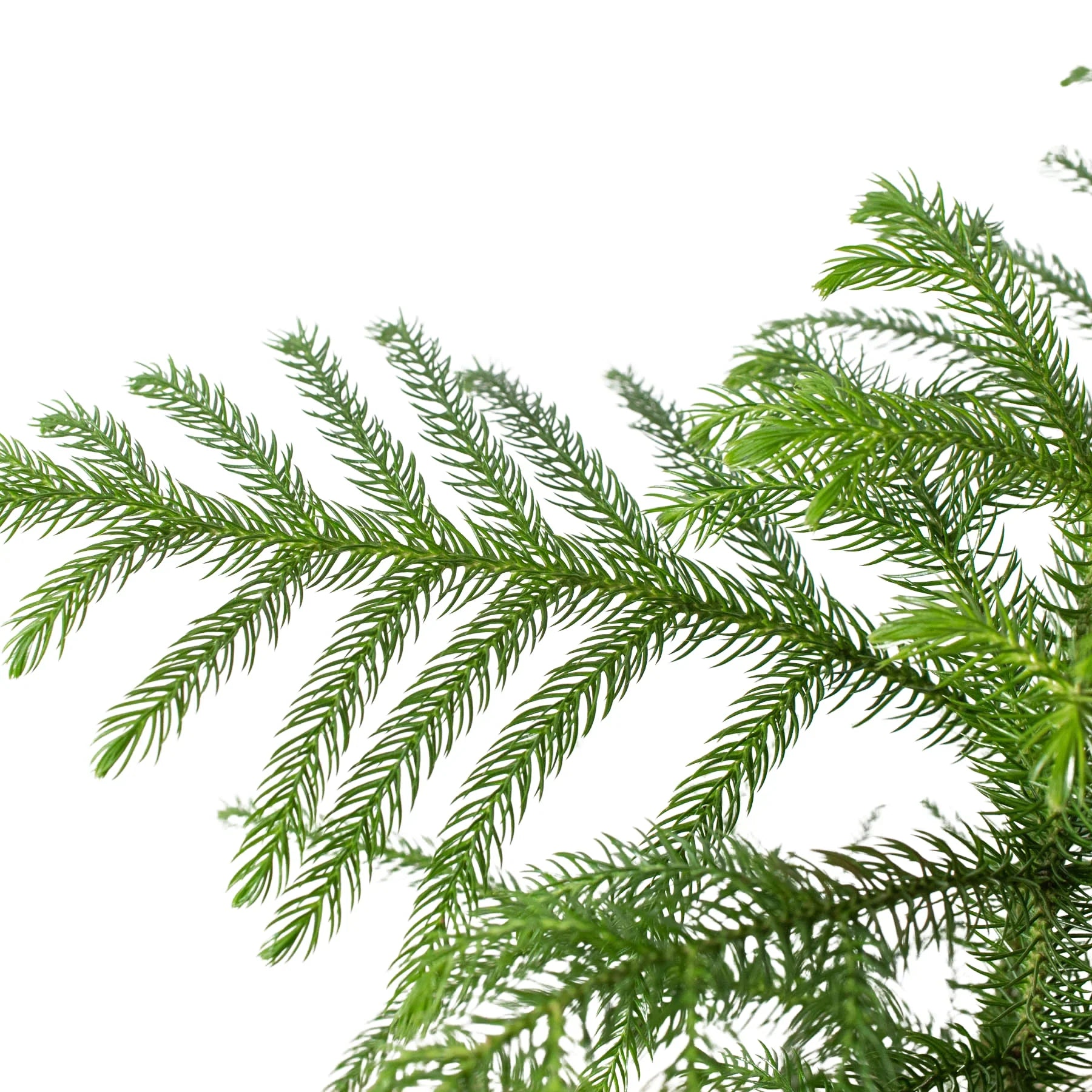 Norfolk 'Island Pine' – view 2