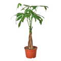 Money Tree 'Guiana Chestnut' Pachira Braid Live Plant – 6" Nursery Pot