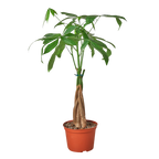 Money Tree 'Guiana Chestnut' Pachira Braid Live Plant – 6" Nursery Pot