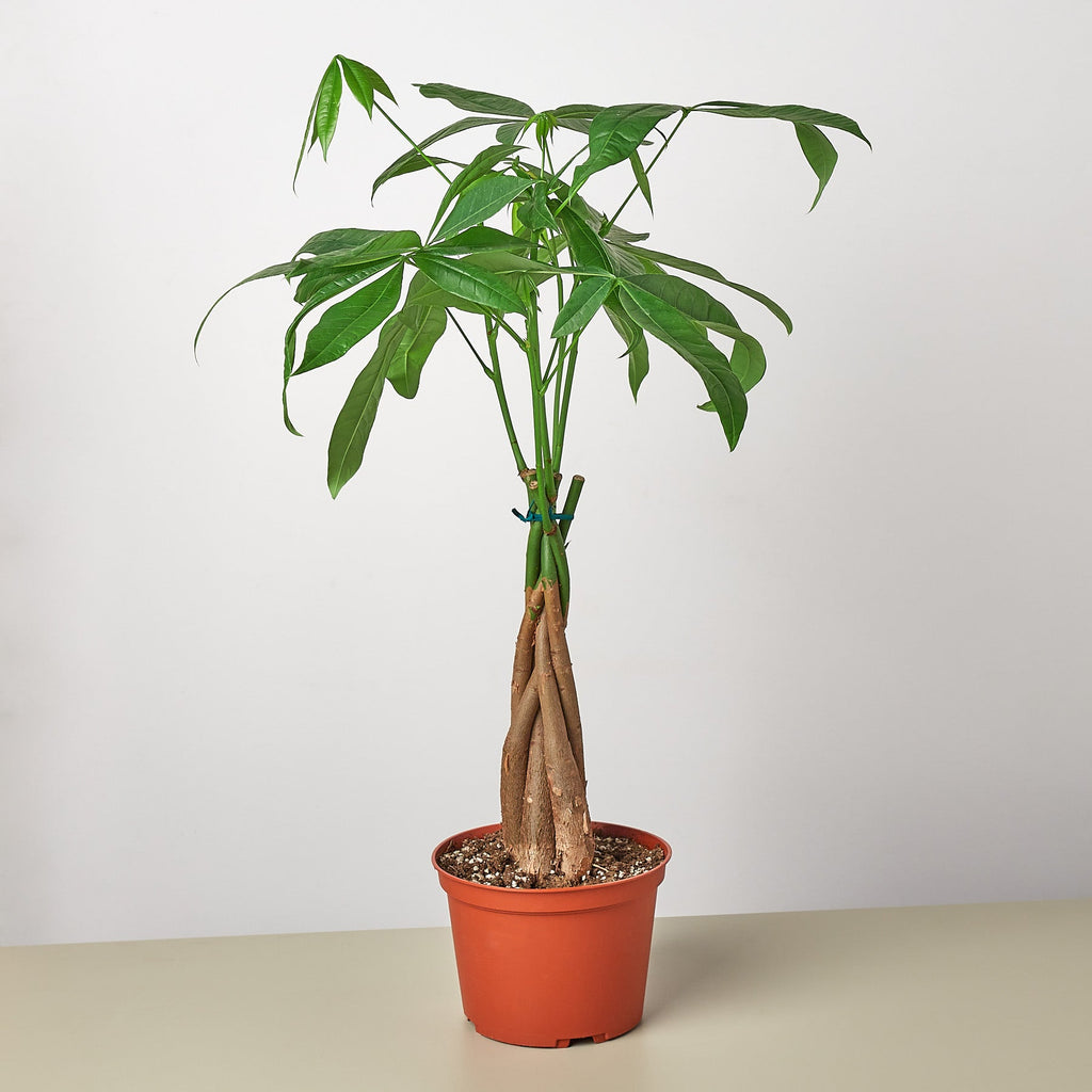 Money Tree 'Guiana Chestnut' Pachira Braid Live Plant – 6" Nursery Pot – view 2