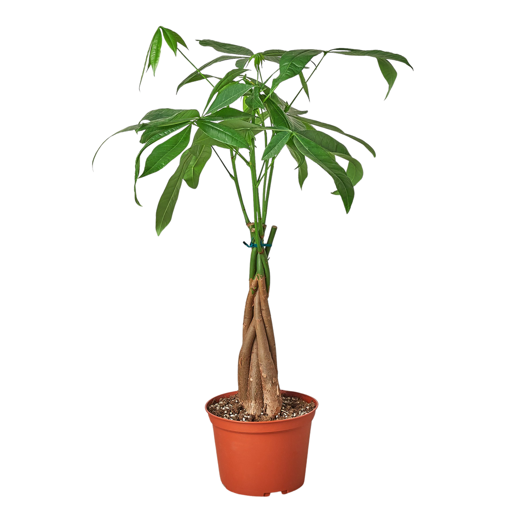 Money Tree 'Guiana Chestnut' Pachira Braid Live Plant – 6" Nursery Pot – view 3