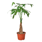 Money Tree 'Guiana Chestnut' Pachira Braid Live Plant – 6" Nursery Pot – view 3