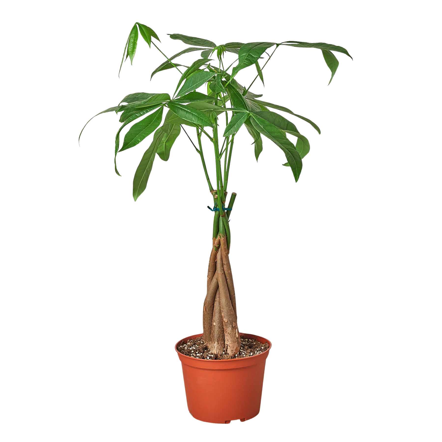 Money Tree 'Guiana Chestnut' Pachira Braid Live Plant – 6" Nursery Pot – view 3