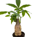 Money Tree 'Guiana Chestnut' Pachira Stump