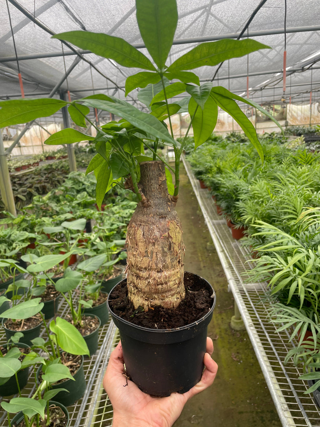 Money Tree 'Guiana Chestnut' Pachira Stump – view 3