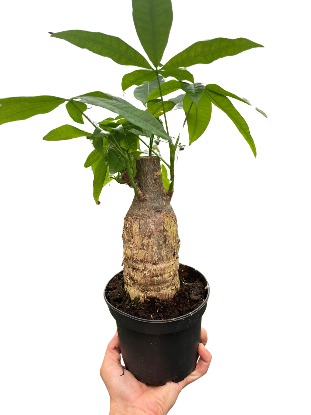 Money Tree 'Guiana Chestnut' Pachira Stump – view 4