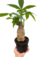 Money Tree 'Guiana Chestnut' Pachira Stump – view 4