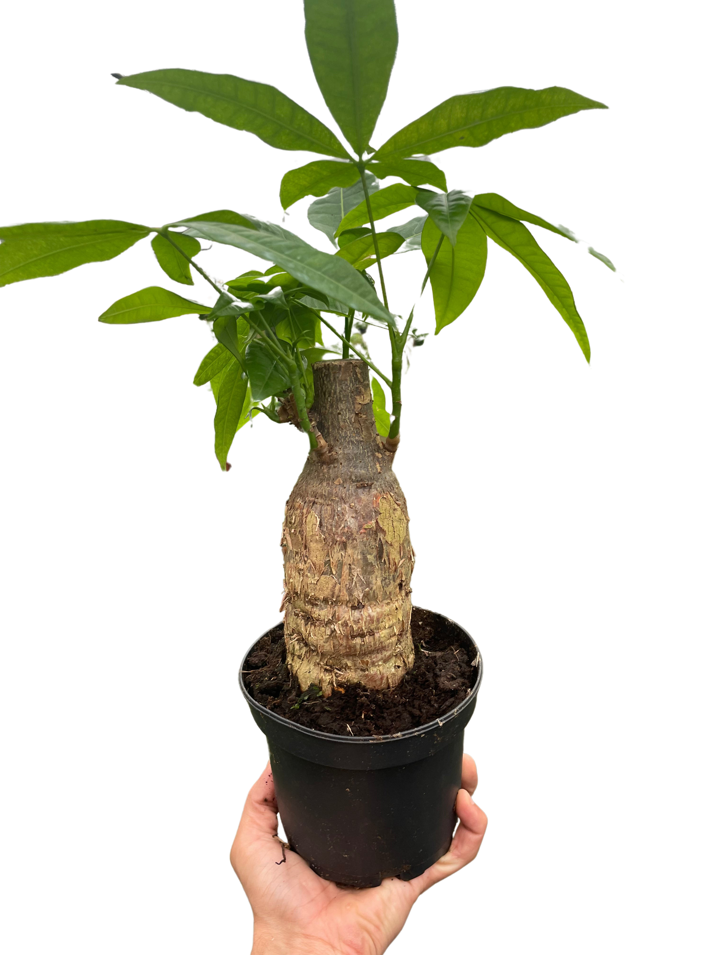 Money Tree 'Guiana Chestnut' Pachira Stump – view 4