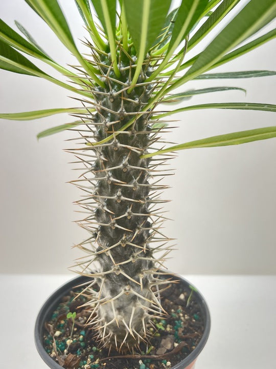 Pachypodium 'lamerei' (Madagascar Palm) – view 5