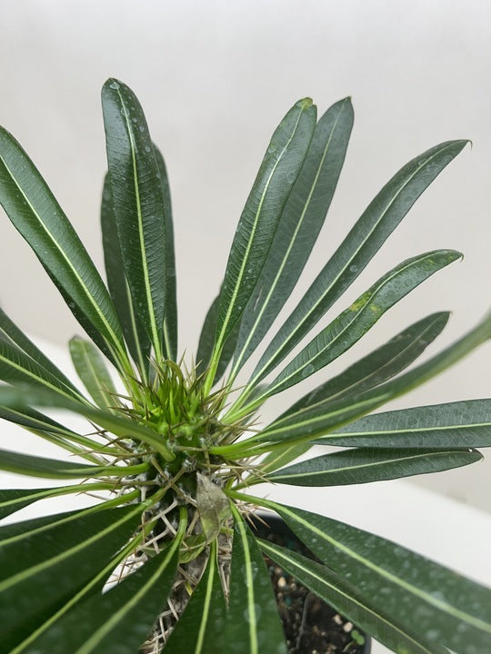 Pachypodium 'lamerei' (Madagascar Palm) – view 4