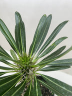 Pachypodium 'lamerei' (Madagascar Palm) – view 4
