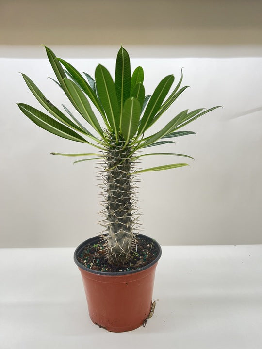 Pachypodium 'lamerei' (Madagascar Palm) – view 6