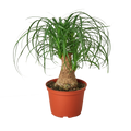 Palm Ponytail Live Plant – 6" Nursery Pot