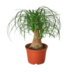 Palm Ponytail