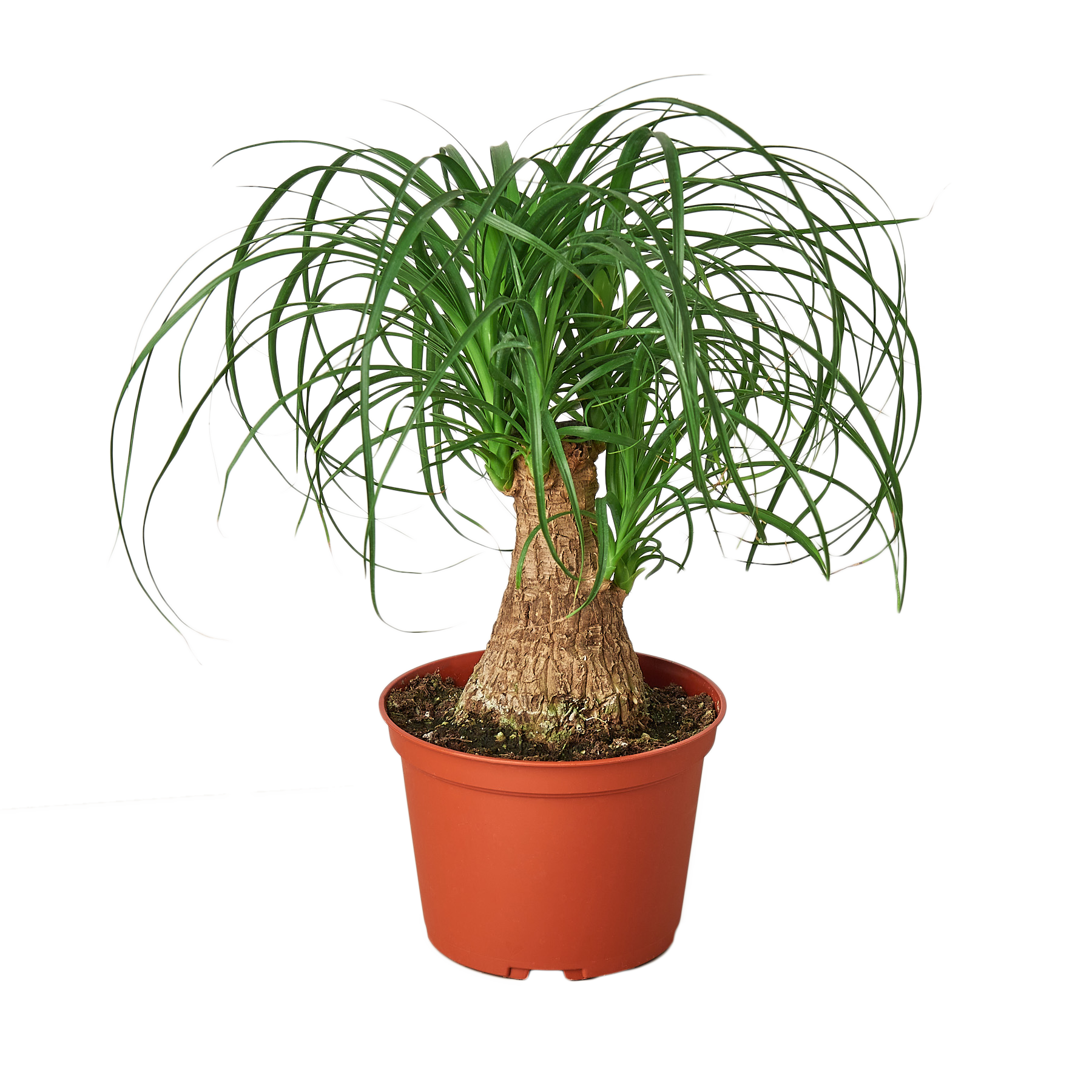 Palm Ponytail Live Plant – 6" Nursery Pot