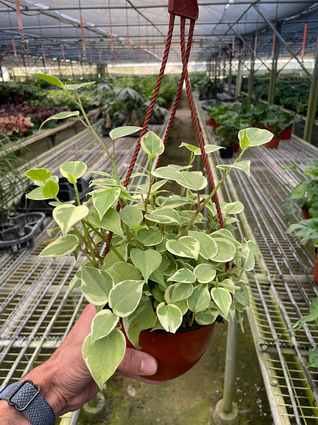 Peperomia 'Cupid' – view 4
