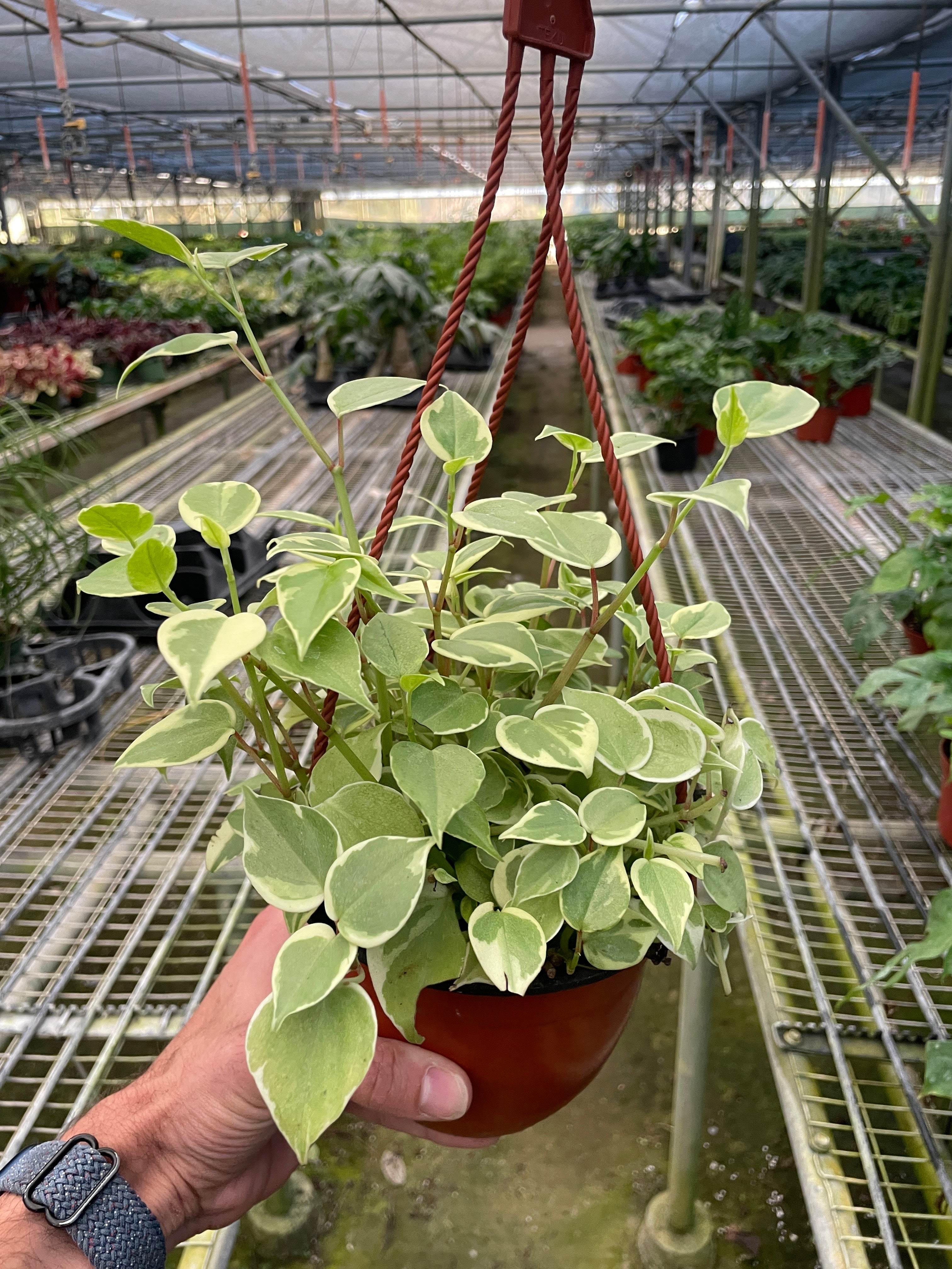 Peperomia 'Cupid' – view 4