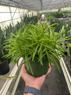 Peperomia 'Green Bean' – view 5