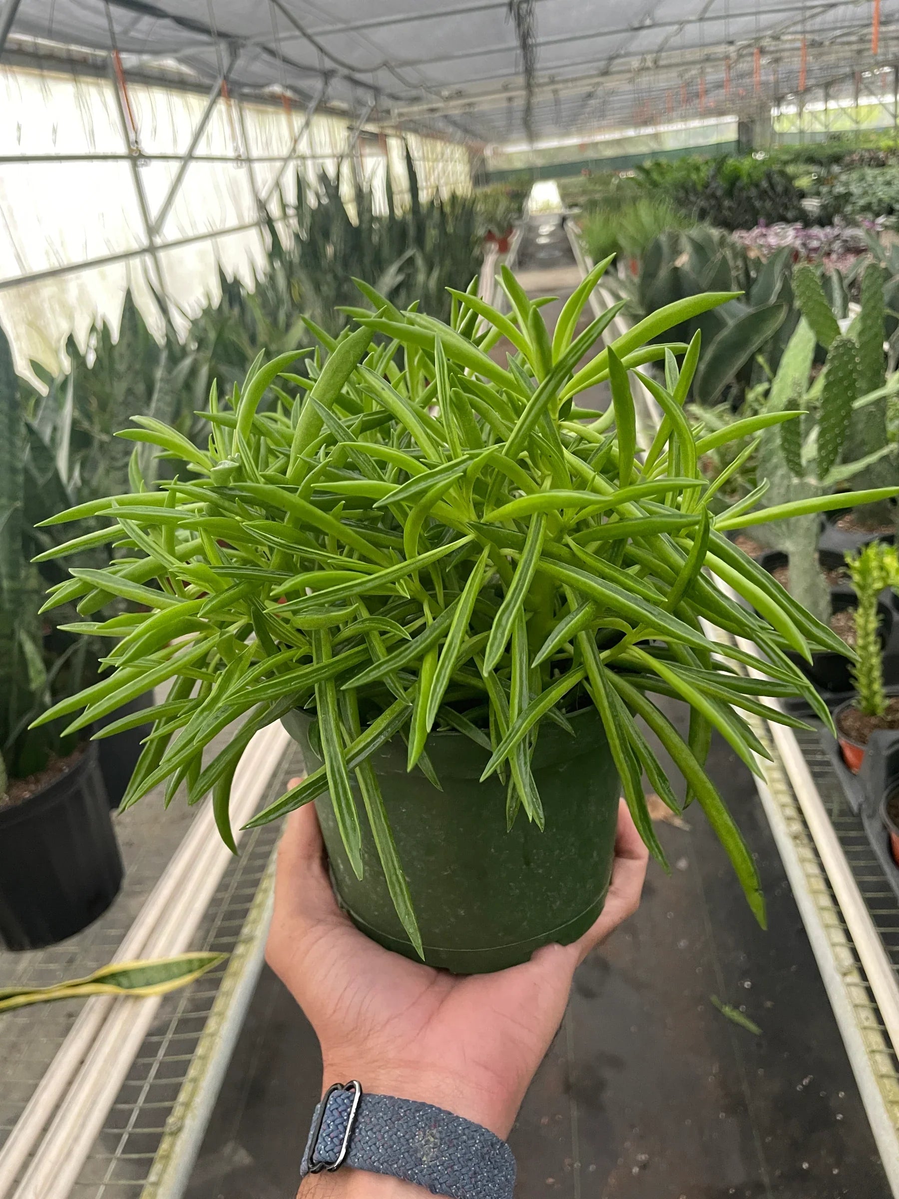Peperomia 'Green Bean' – view 4