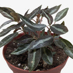 Peperomia 'Metallica' – view 2