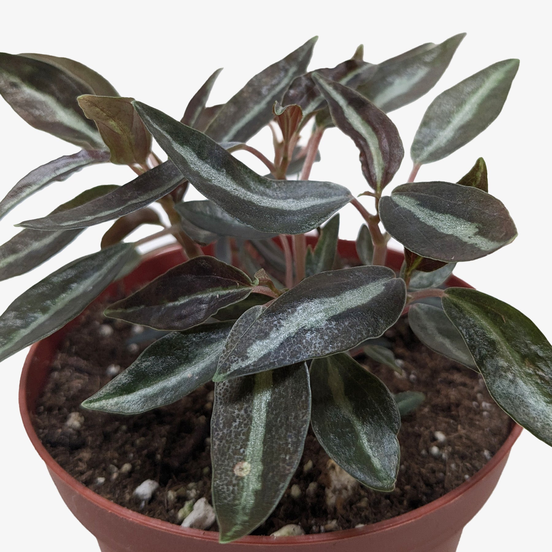 Peperomia 'Metallica' – view 2