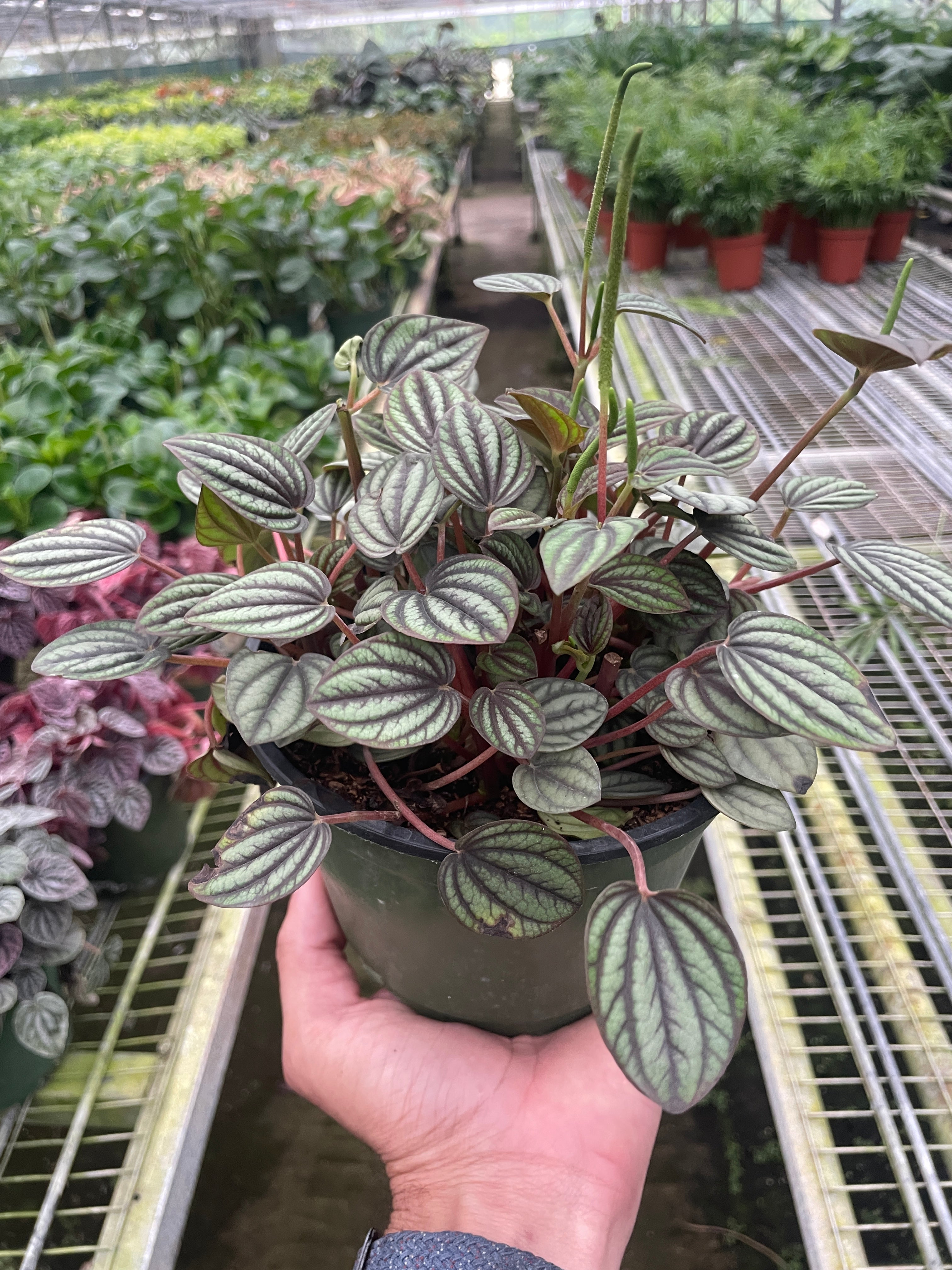 Peperomia 'Picollo Banda' – view 2