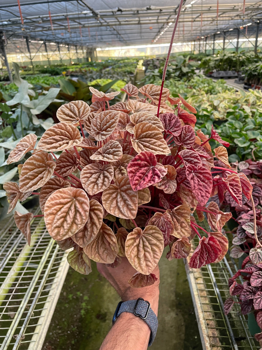 Peperomia 'Quito' – view 3