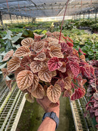 Peperomia 'Quito' – view 3