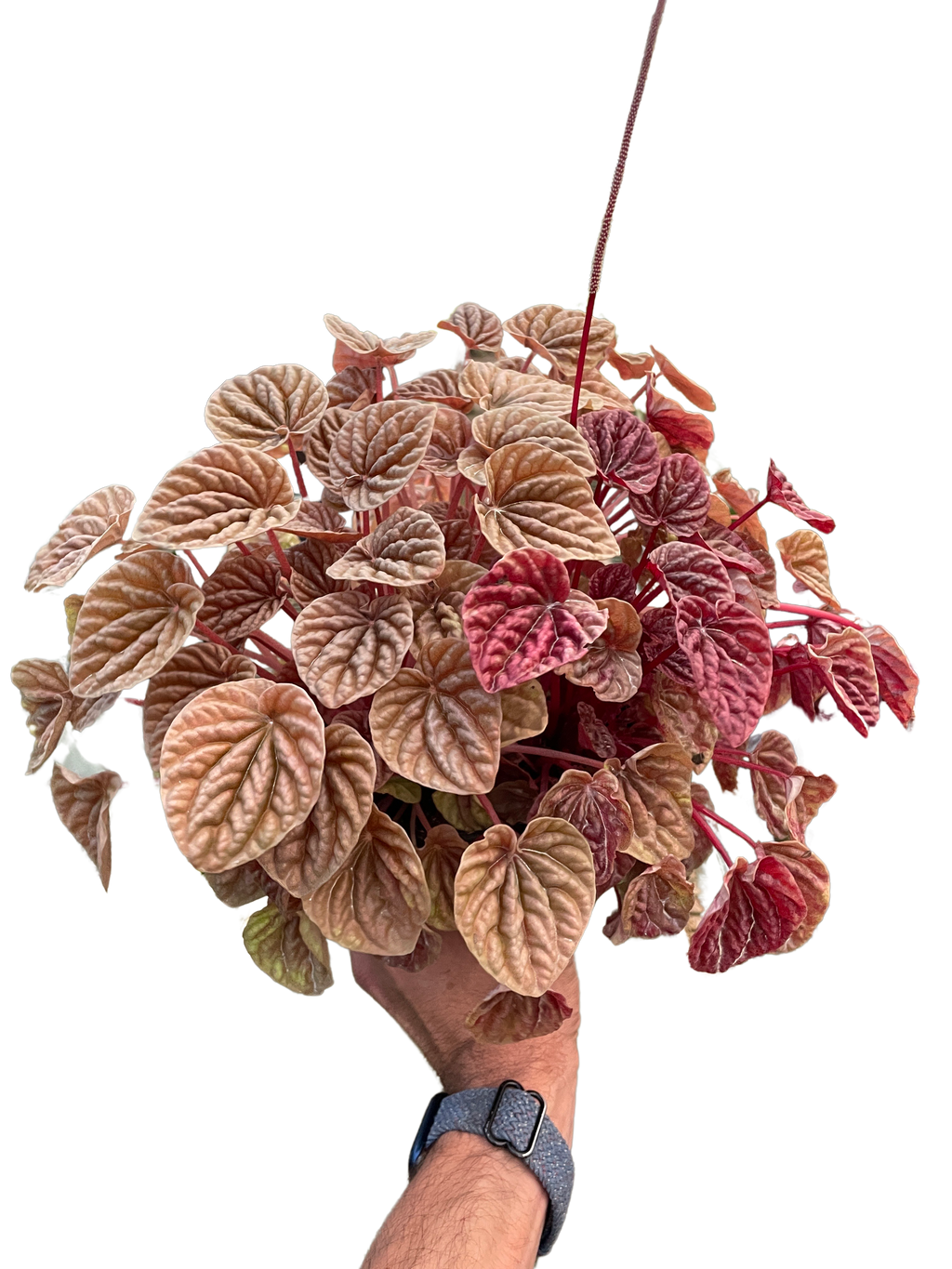 Peperomia 'Quito' – view 4