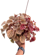Peperomia 'Quito' – view 4