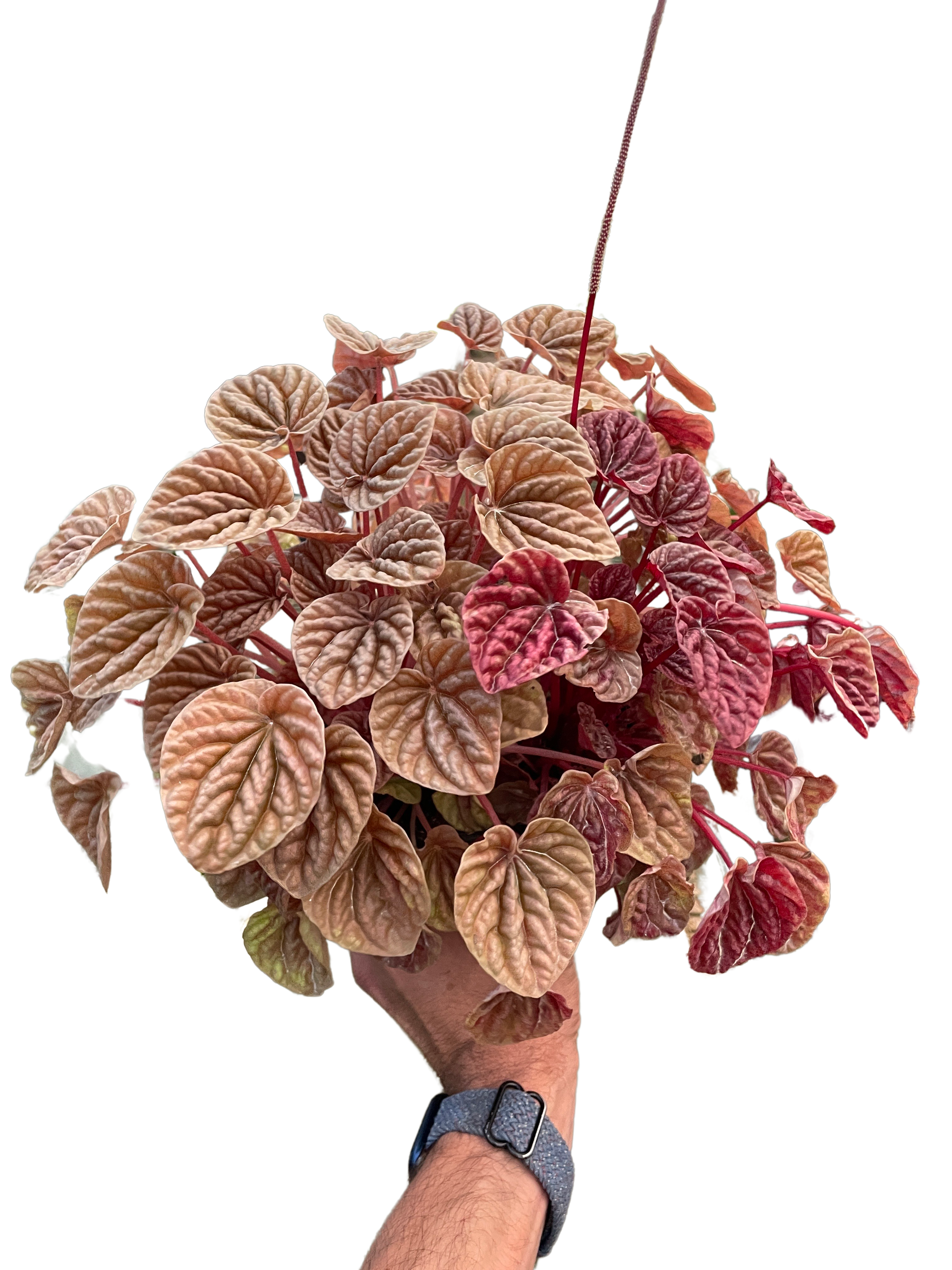 Peperomia 'Quito' – view 4