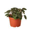 Peperomia 'Ripple Red' Live Plant – 6" Nursery Pot