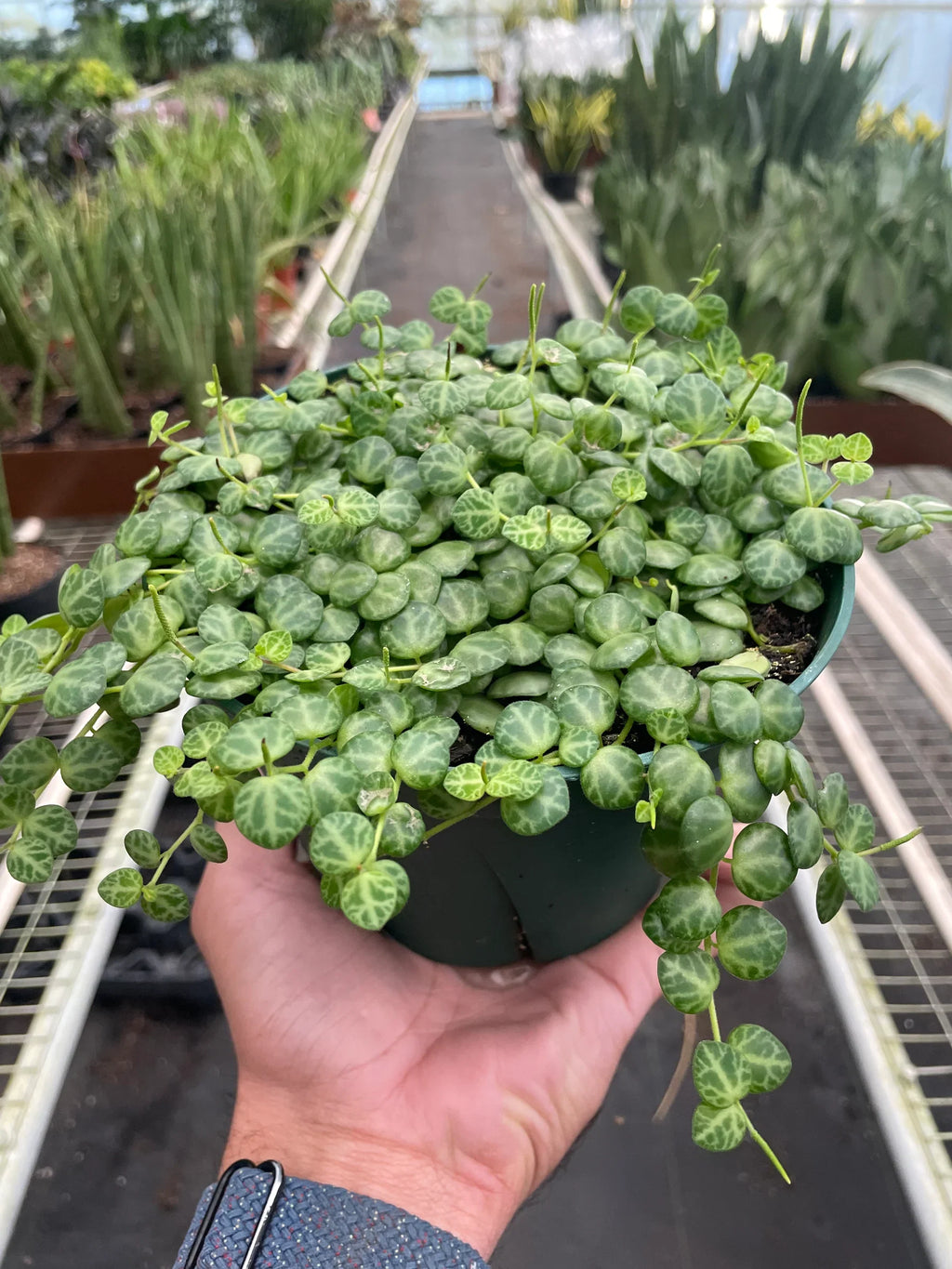 Peperomia Prostrata 'String of Turtles' – view 4