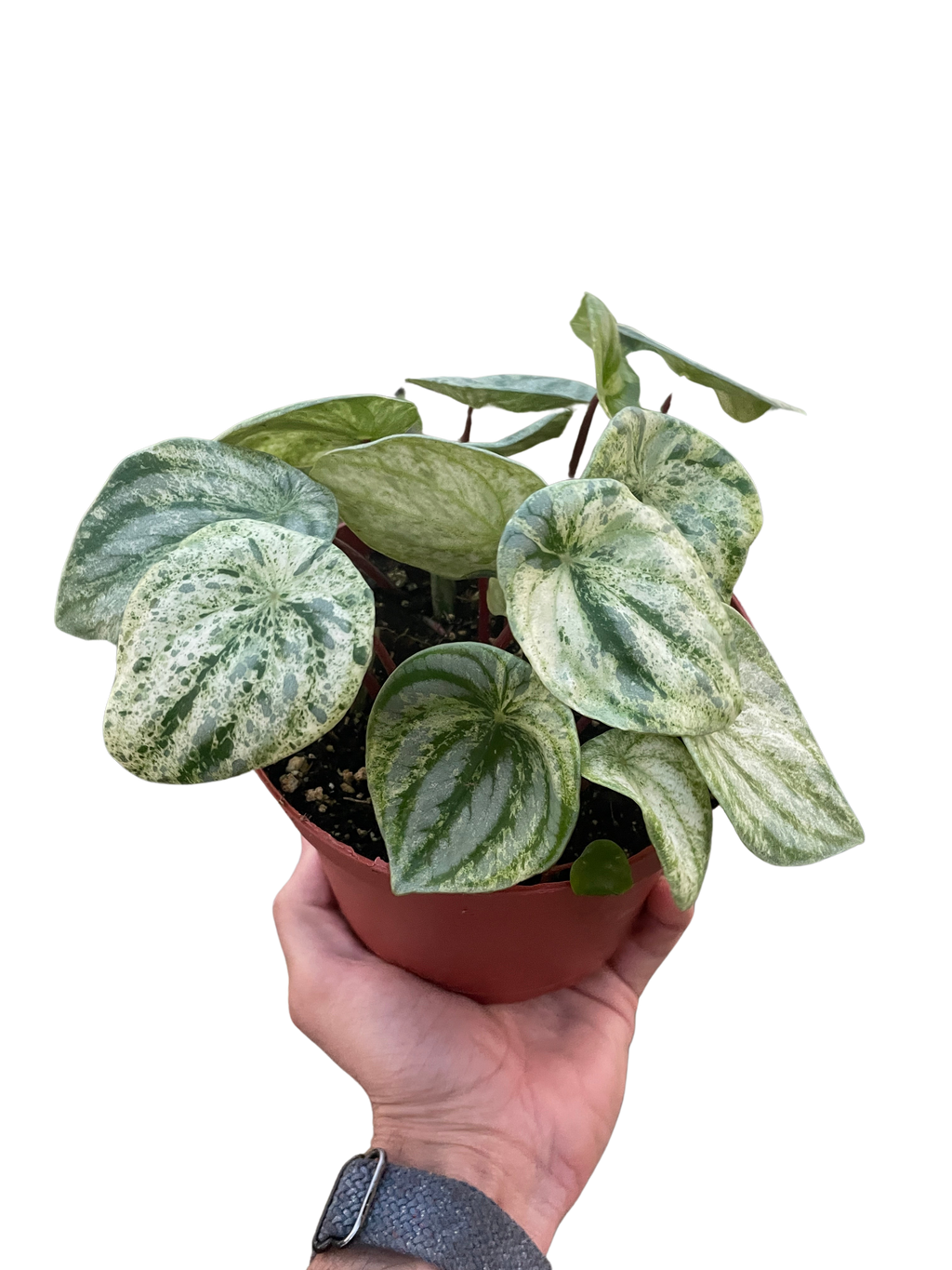 Peperomia 'Watermelon Variegated' – view 4