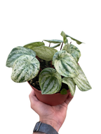 Peperomia 'Watermelon Variegated' – view 4