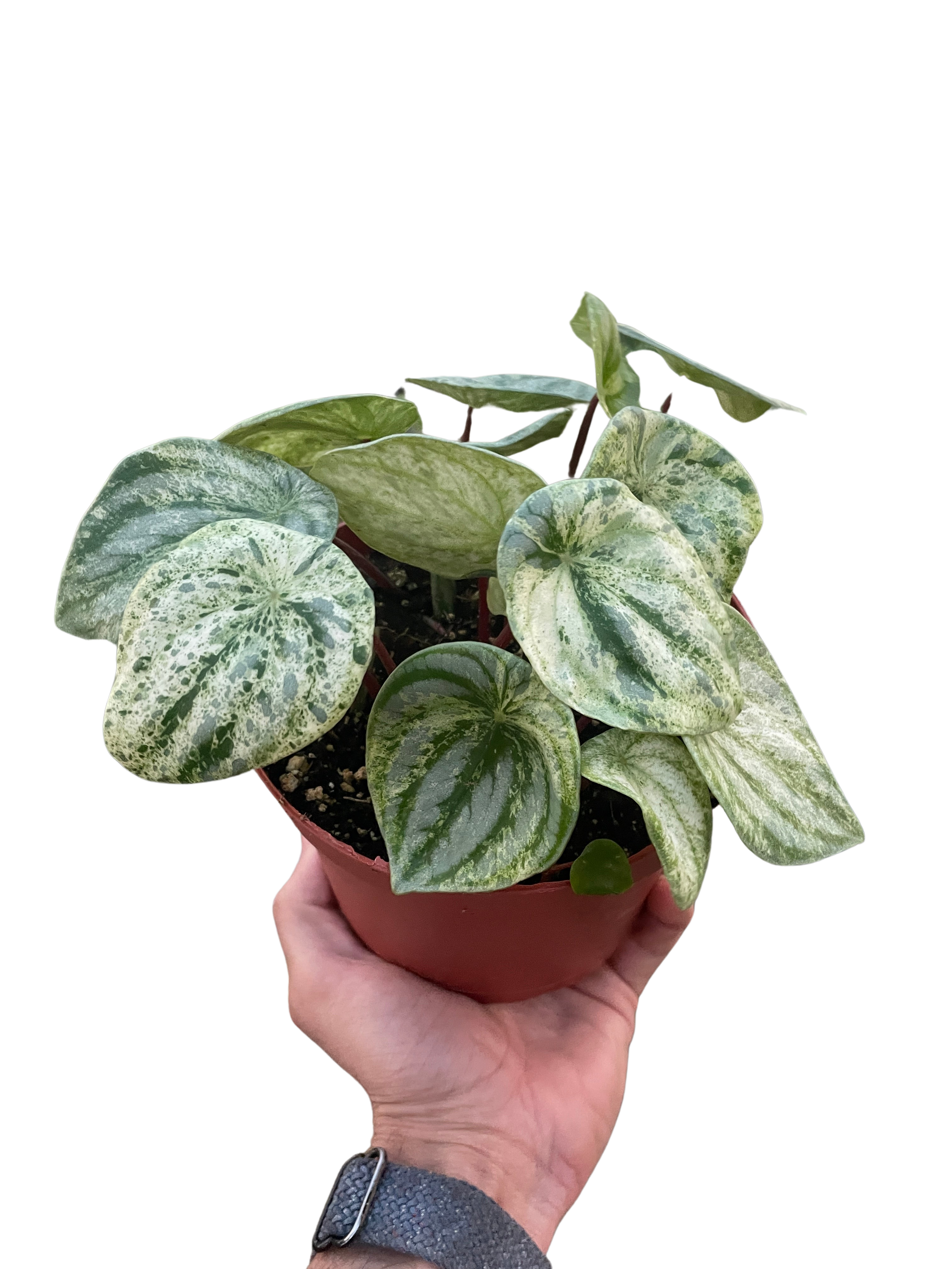 Peperomia 'Watermelon Variegated' – view 4