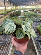 Peperomia 'Watermelon Variegated' – view 2