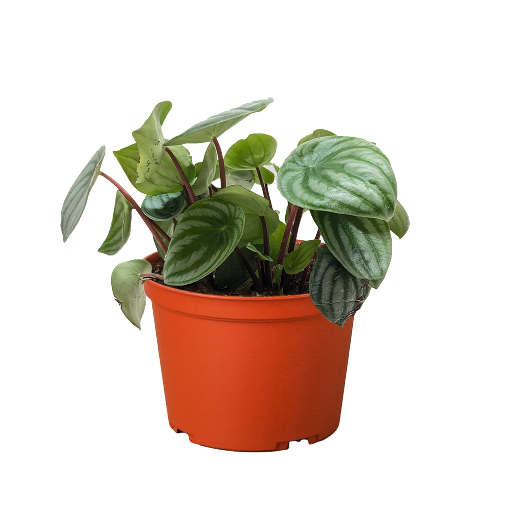 Peperomia Watermelon – view 3