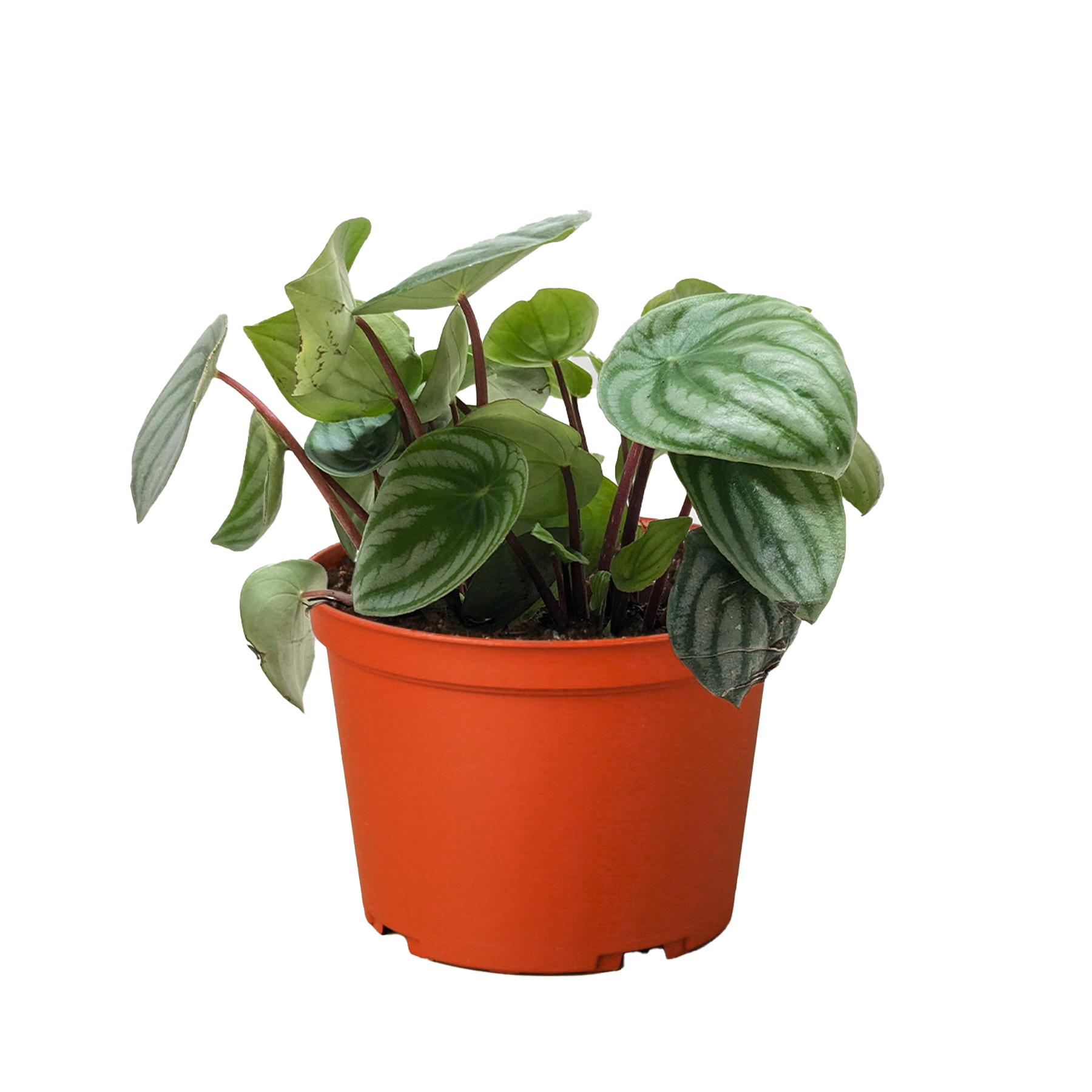 Peperomia Watermelon – view 3