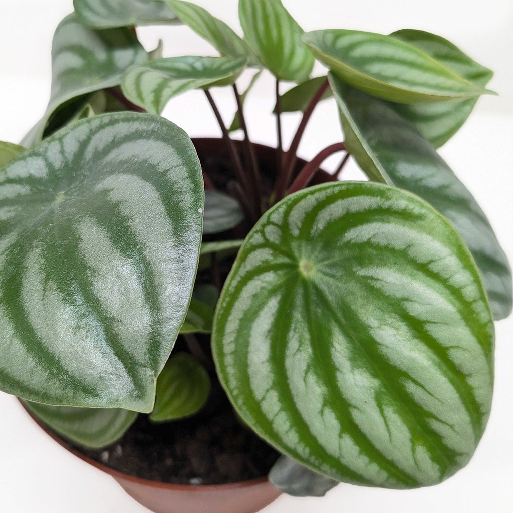 Peperomia Watermelon – view 4