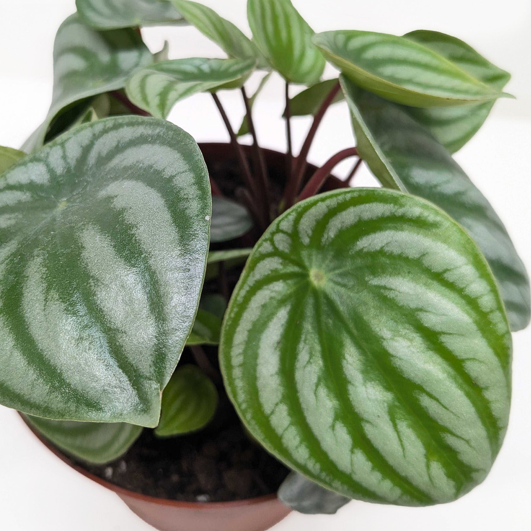 Peperomia Watermelon – view 4