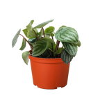Peperomia Watermelon – view 3