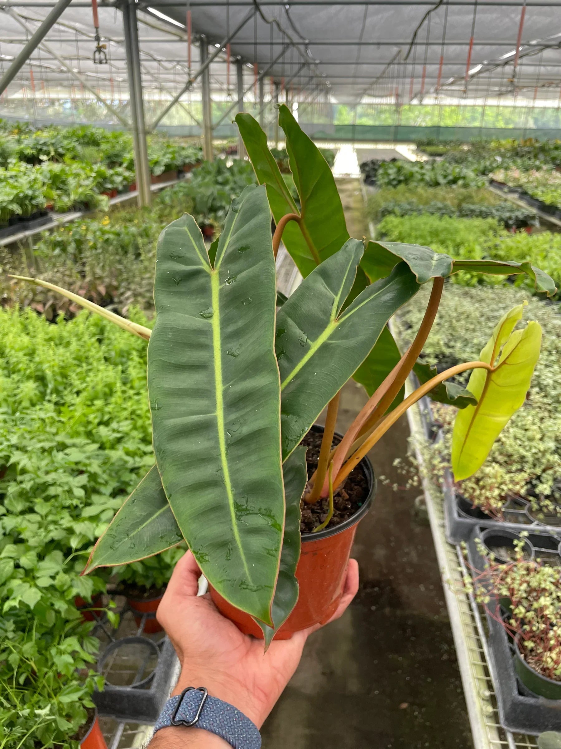 Philodendron 'Billietiae' – view 4