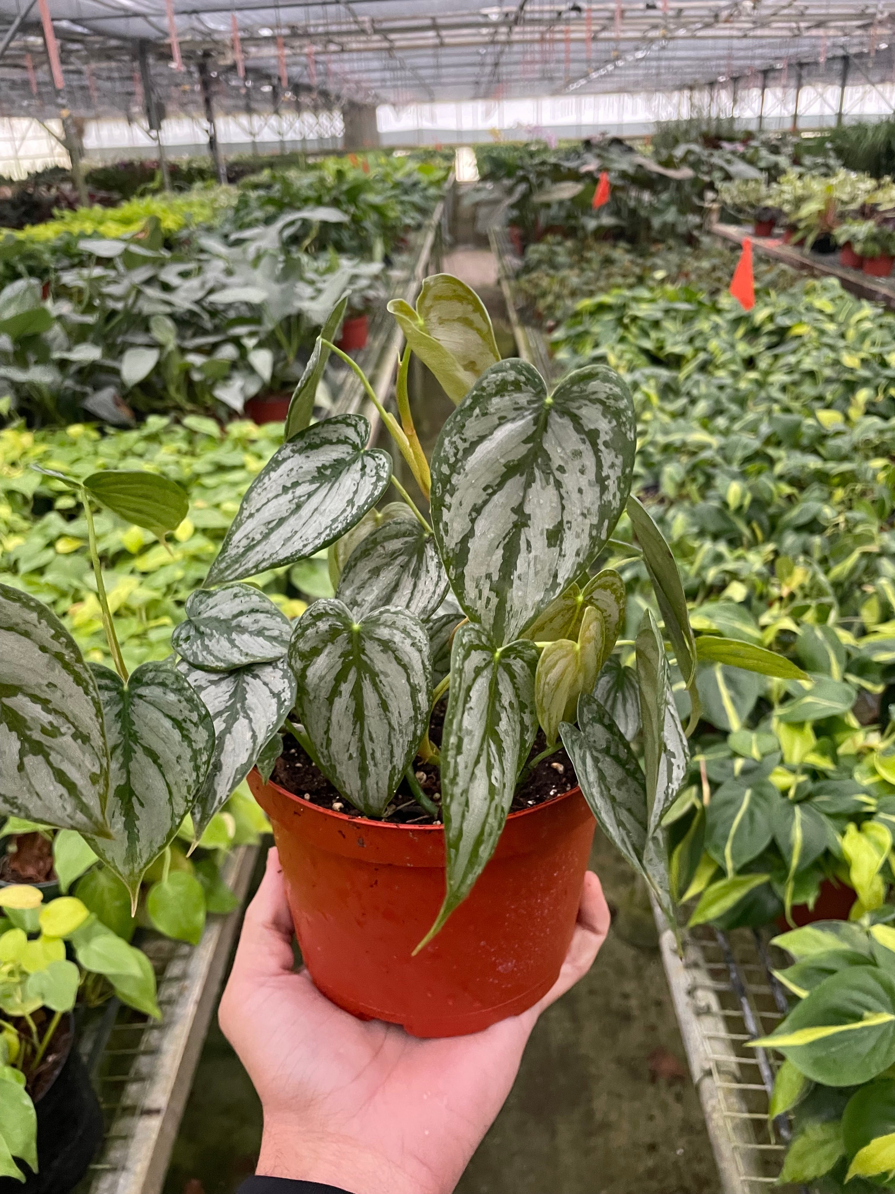 Philodendron 'Brandi' – view 4