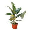Philodendron Choco Empress